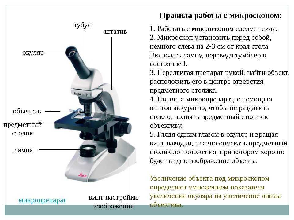 Строение микроскопа ️ устройство и функции его частей, схема с подписями, описание правил и принципов работы в биологии, что является основной частью