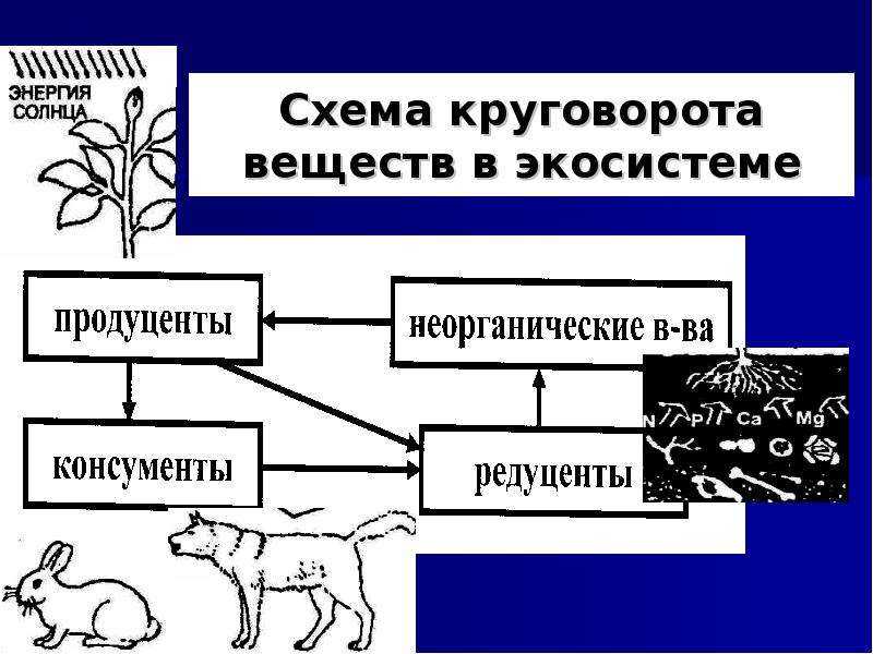 25. пищевые связи. круговорот веществ и энергии в экосистемах. биология. общая биология. 11 класс. базовый уровень