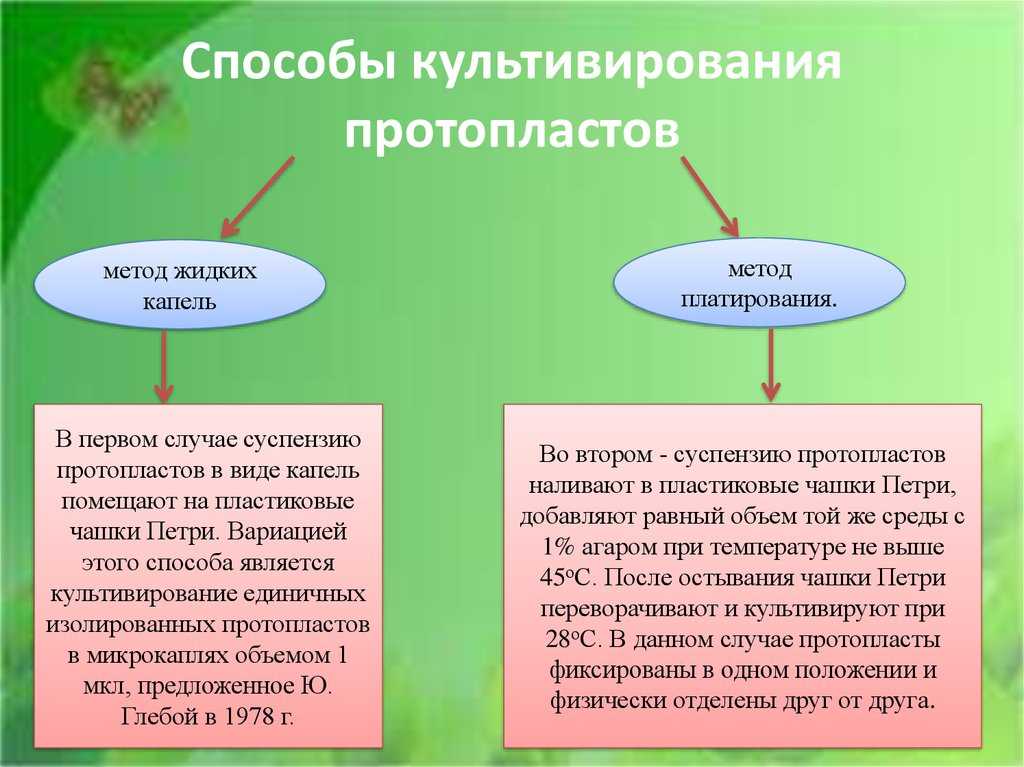 Протопласт - определение термина