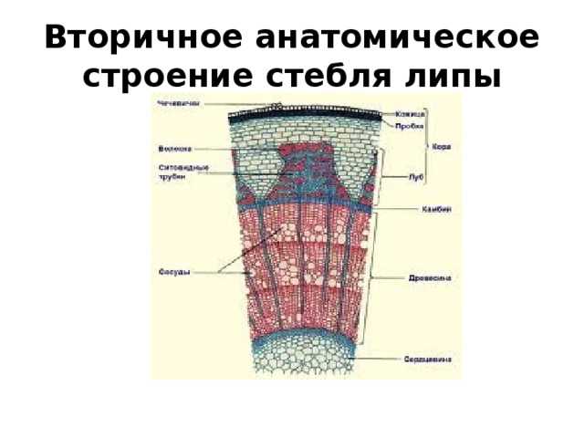 Строение стебля двудольных растений