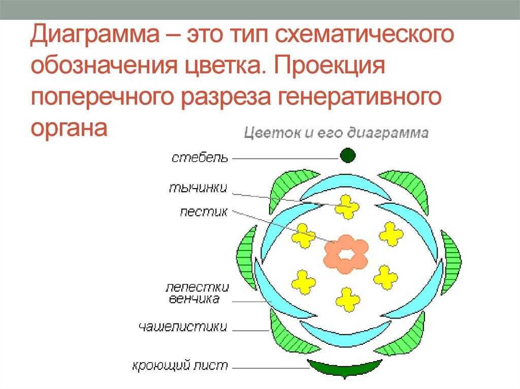Формула цветка 25 популярных семейств с таблицей и фото!