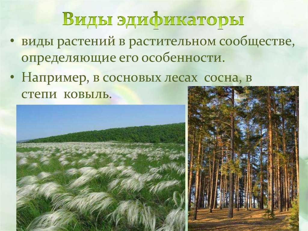 Дендрология (богданов п.л.)