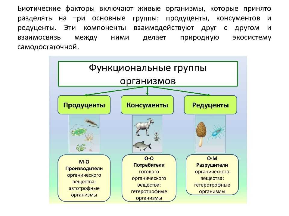 Что лежит в основе устойчивости экосистем?