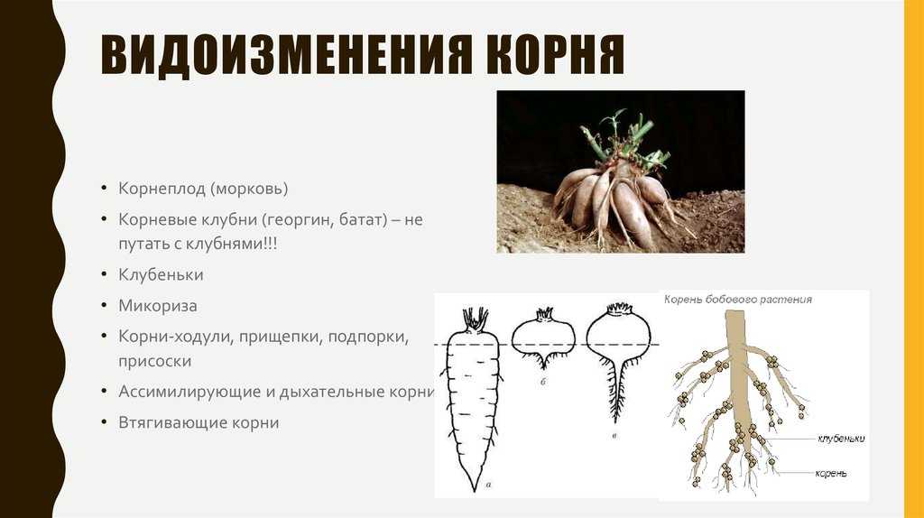 Функции корней. видоизменения (метморфозы) корней