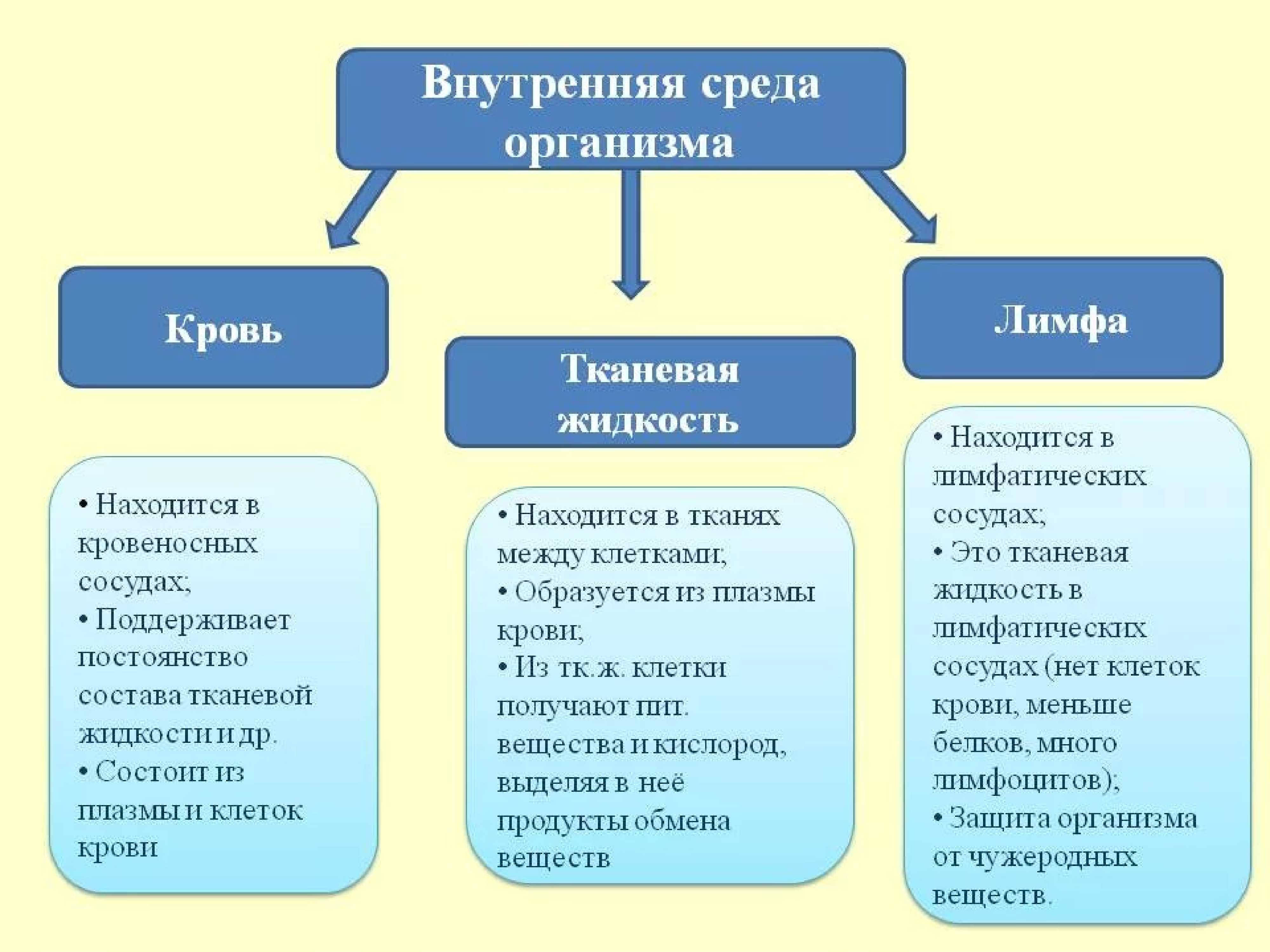 Внутренняя и внешняя среда организации (среда менеджмента) — учимся вместе