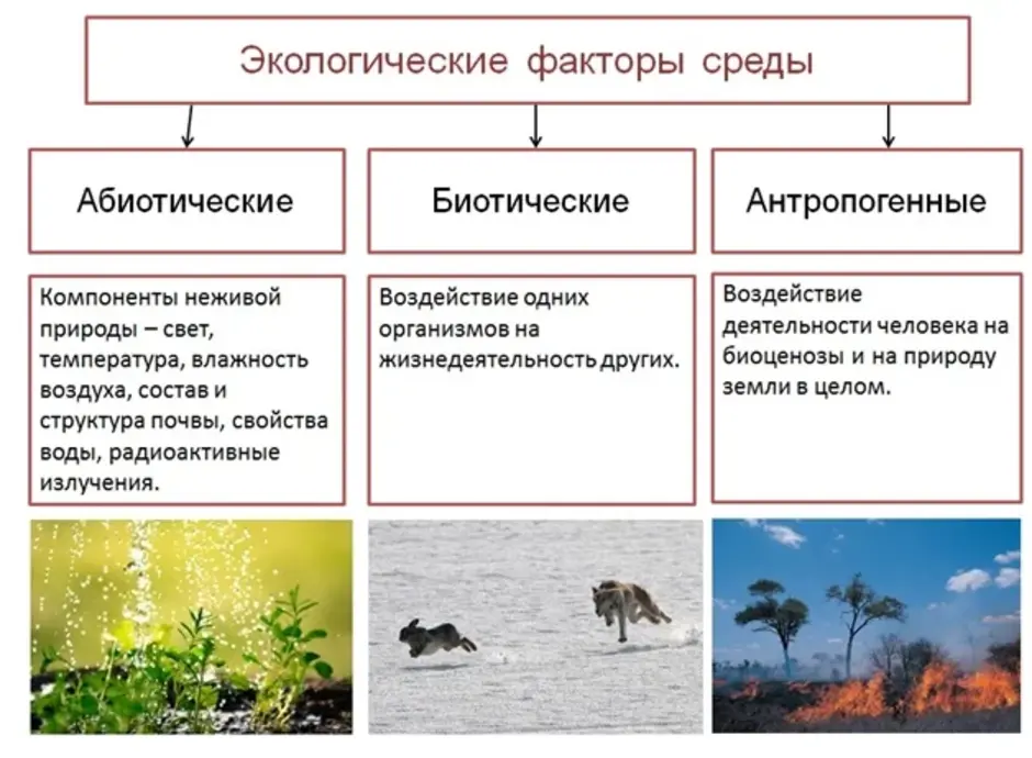 Устойчивость экосистем – биология
