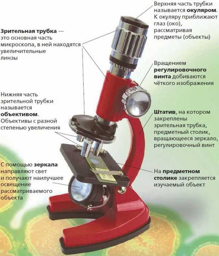 Микроскоп из чего состоит. микроскоп из чего состоит?