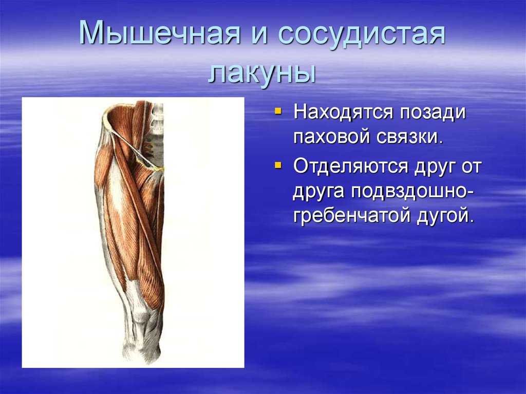 Топография мышечной и сосудистой лакуны. топография нижней конечности. мышечная и сосудистая лакуна. приводящий канал. бедренный канал. смотреть что такое "сосудистая лакуна" в других словарях