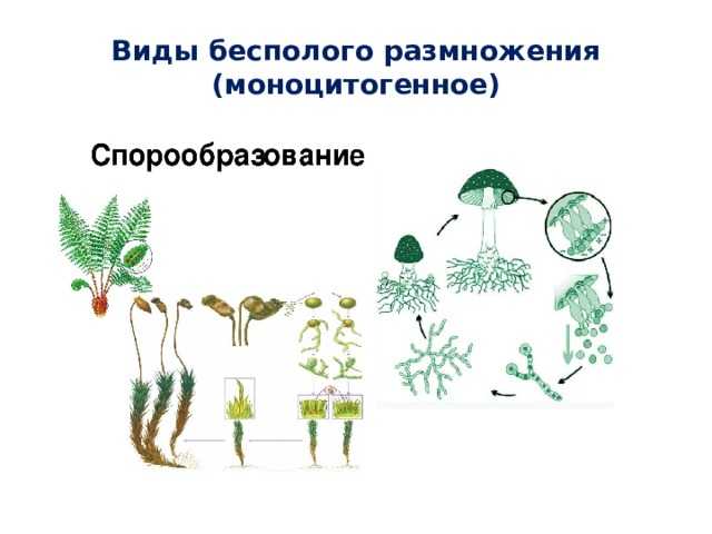 Споруляция