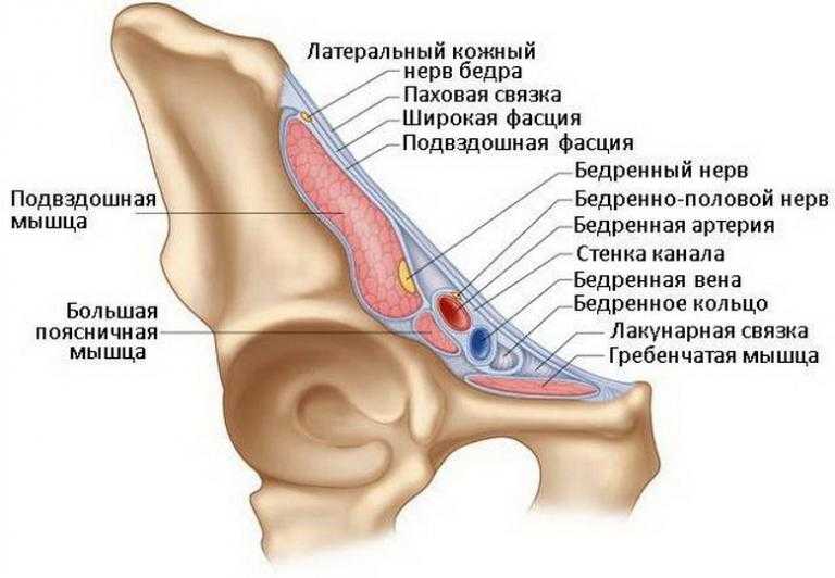 Топография мышечной и сосудистой лакуны. топография нижней конечности. мышечная и сосудистая лакуна. приводящий канал. бедренный канал. смотреть что такое "сосудистая лакуна" в других словарях