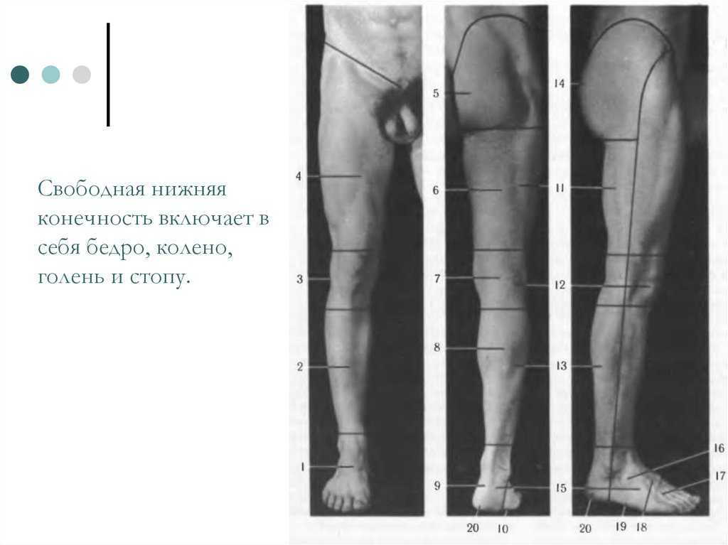 Конечности — большая медицинская энциклопедия