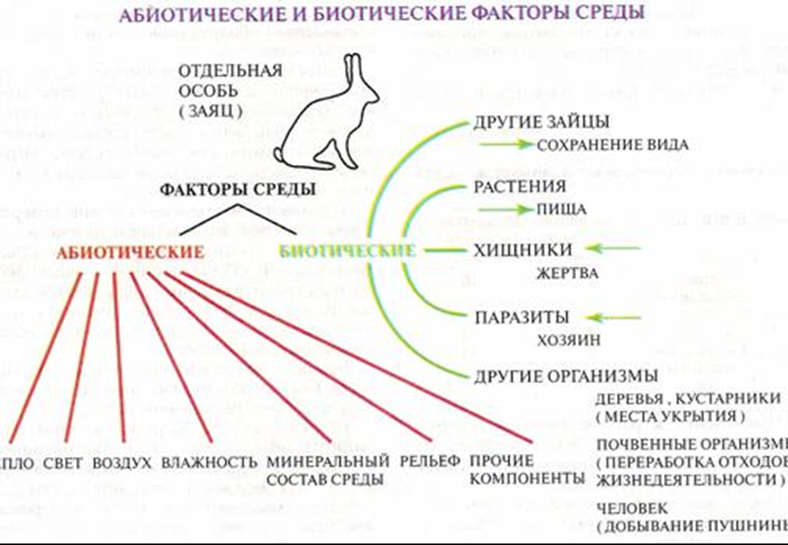 Саморегуляция в экосистемах. биотические факторы