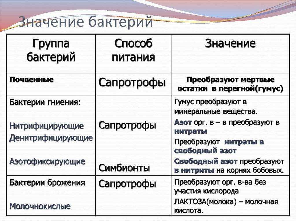 Денитрифицирующие бактерии - denitrifying bacteria