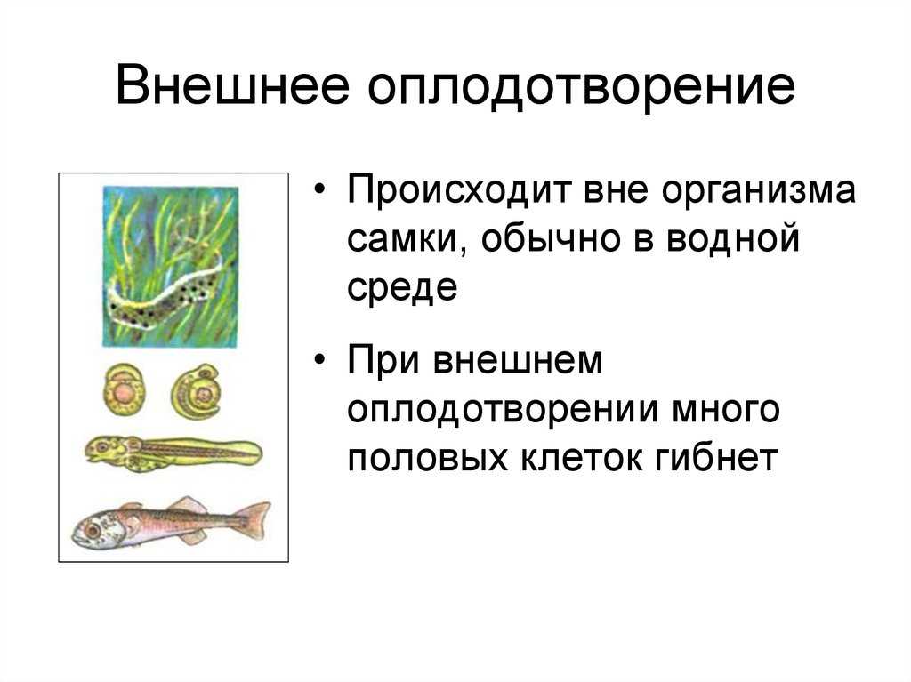 Оплодотворение – определение, виды и процесс | fissi