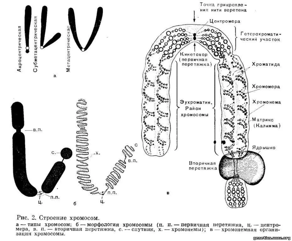 Строение хромосом и динамика ее структур в клеточном цикле