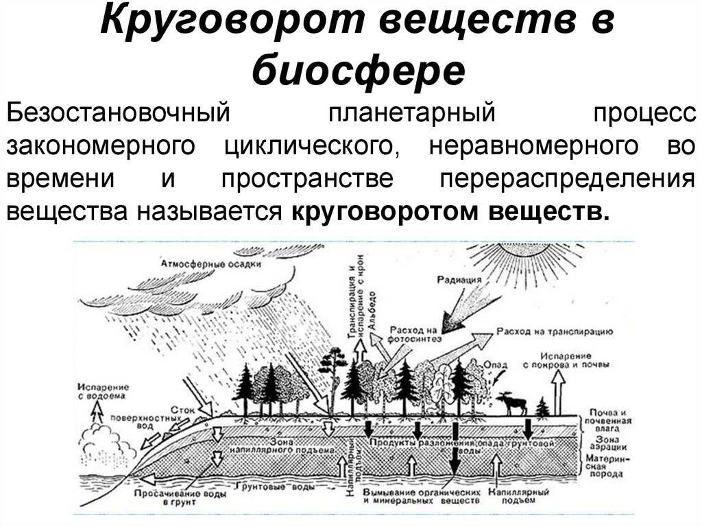 Круговорот веществ в биосфере – энергия, сущность и значение биологического круговорота