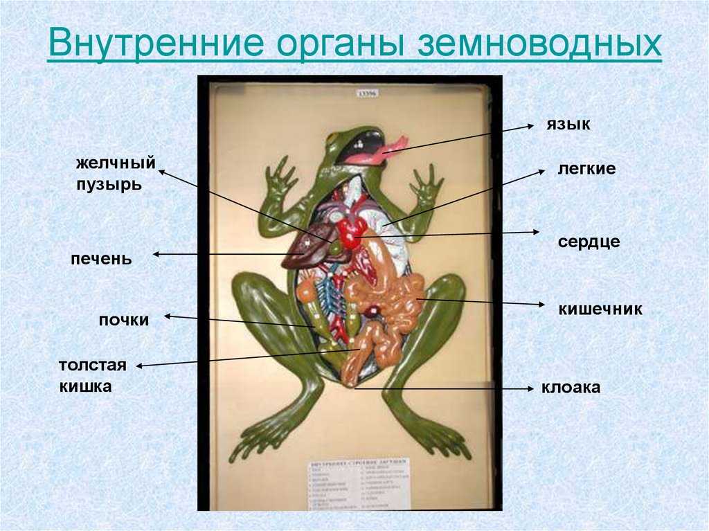 Внутреннее строение лягушки
