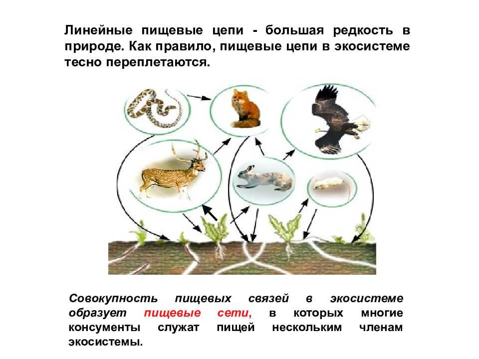 Экосистема, ее компоненты. цепи питания. разнообразие и развитие экосистем. агроэкосистемы.