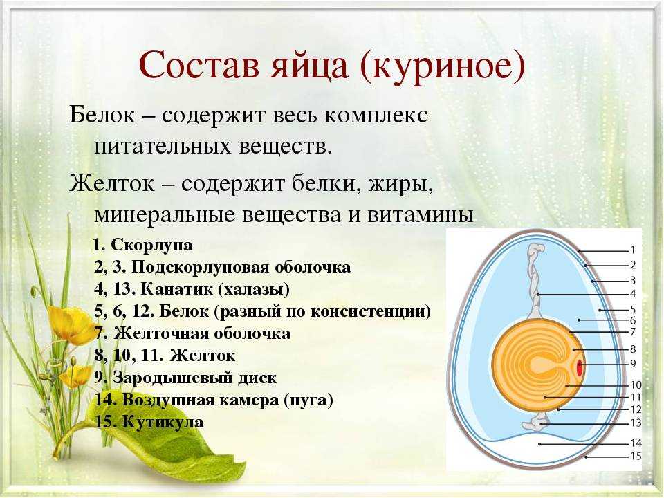 Размножение и развитие птиц