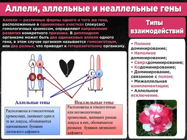 Генотип как целостная система