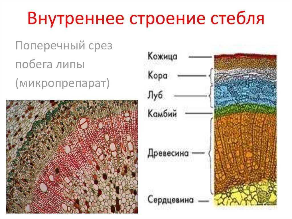 Клетки сердцевины стебля липы образованы тканью. строение липы. какие типы проводящих тканей в стебле вы знаете