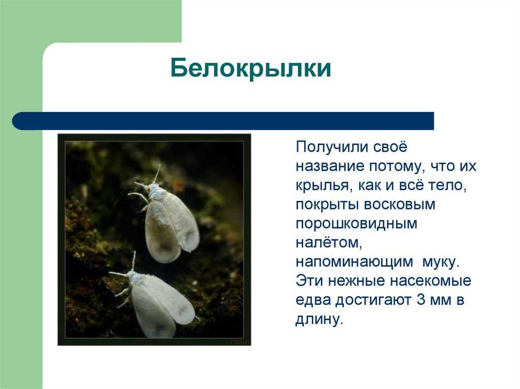 Доклад равнокрылые насекомые 7 класс сообщение