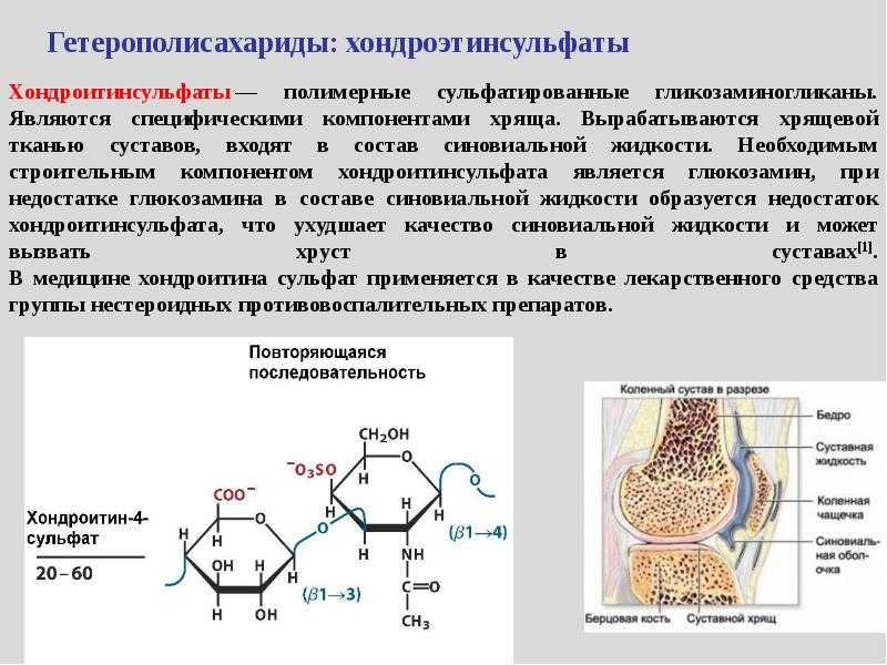 Разница между гомополисахаридами и гетерополисахаридами