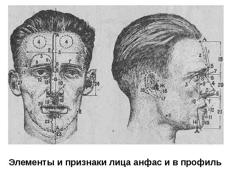 23. классификация признаков внешности человека. правила описания внешности человека по методу словесного портрета. классификация признаков внешности человека. шпаргалка по криминалистике.