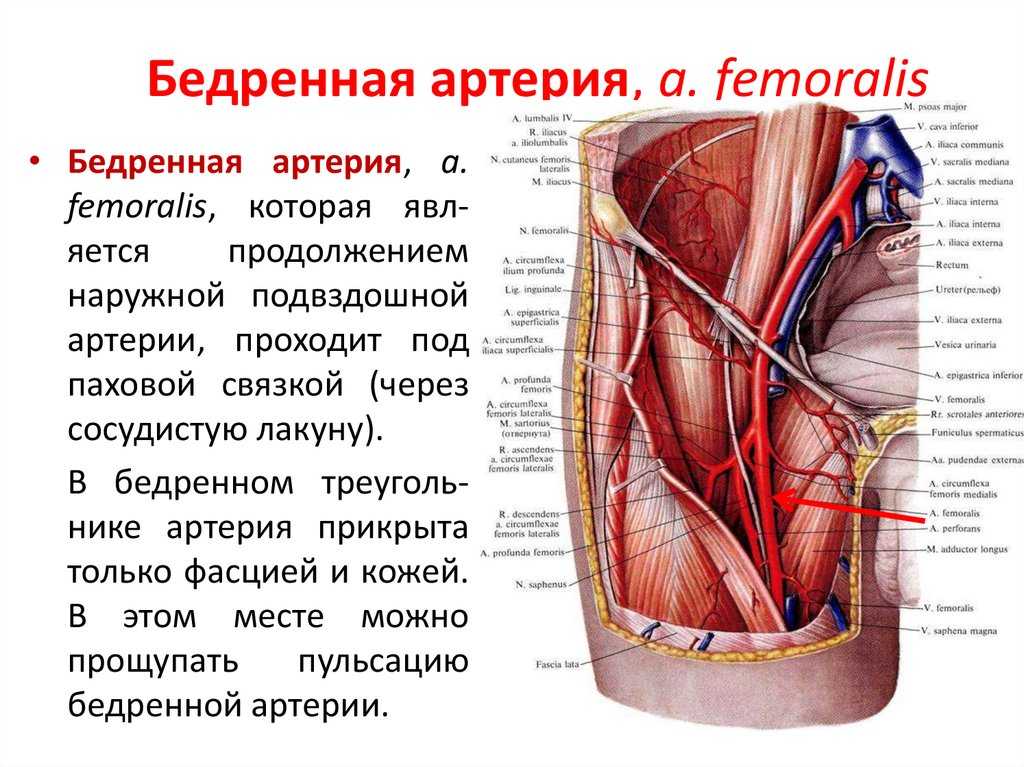 Где находится бедренная артерия и ее ветви