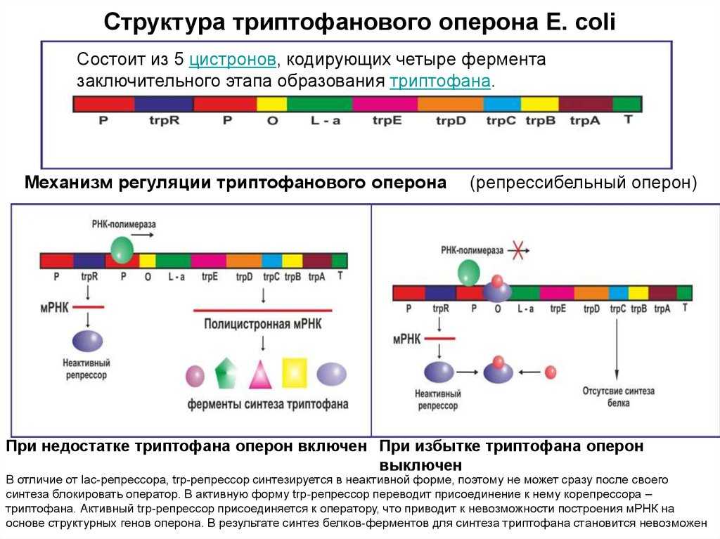 Особенности регуляции функционирования транскриптона кратко