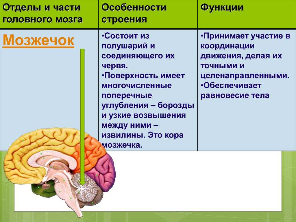 Строение и функции головного мозга