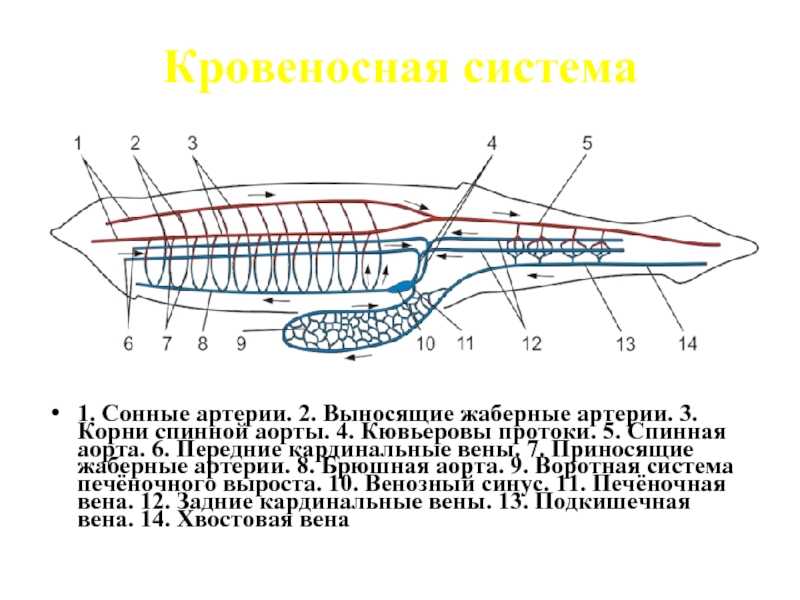 Тип хордовые - происхождение, систематика, строение