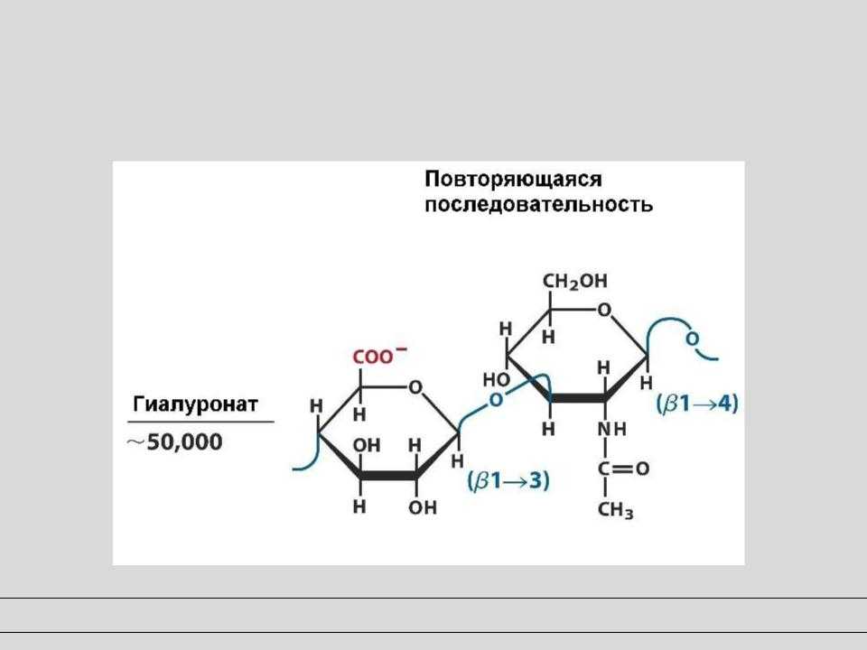 Разница между гомополисахаридами и гетерополисахаридами - новости 2023