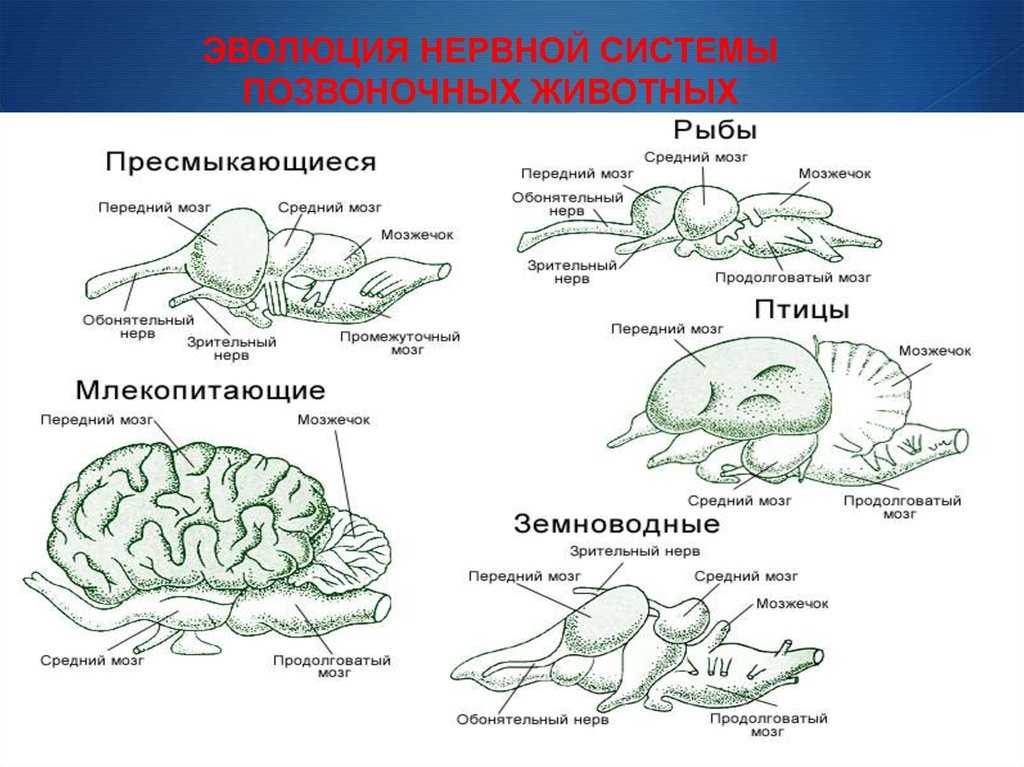 Промежуточный мозг рыб. головной мозг рыб и его важнейшие отделы