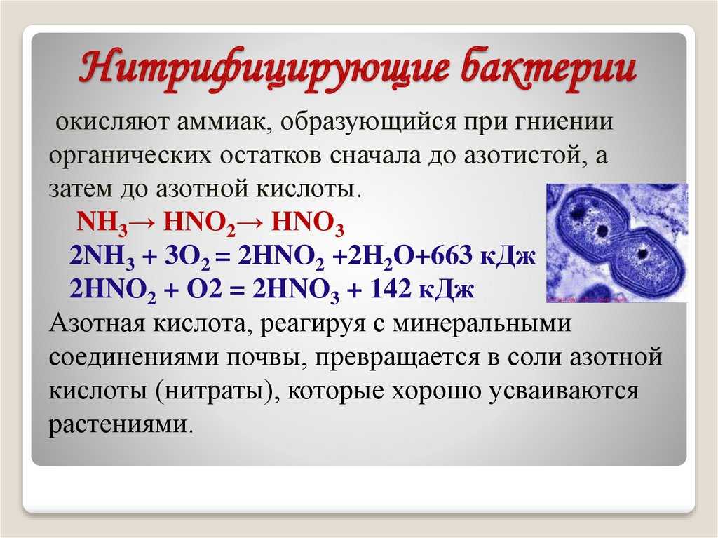 Азотфиксирующие бактерии | справочник по защите растений — агроxxi