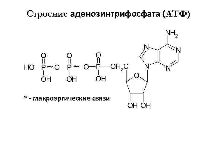 Макроэргическая связь - определение термина