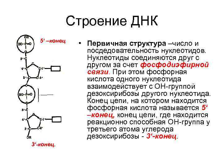 Строение днк - энциклопедия mplast.by