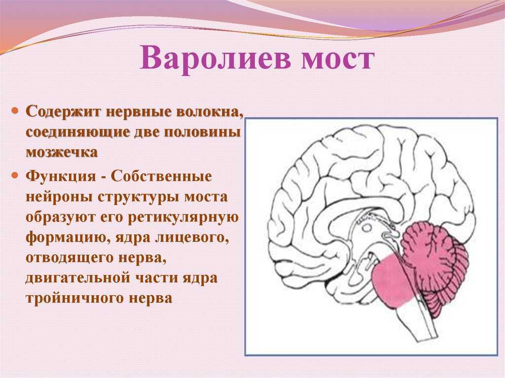 Анатомия варолиева моста, часть 1