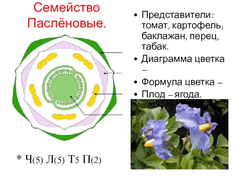 Формула цветка семейств – топ-25!