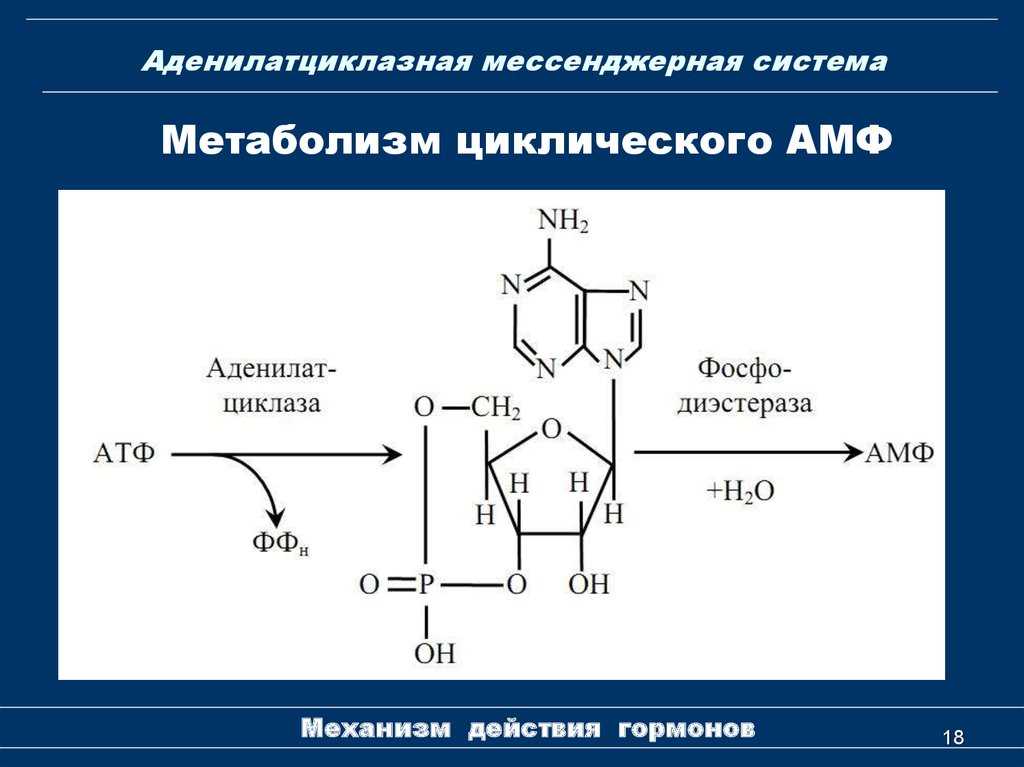 Аденилатциклаза - химия