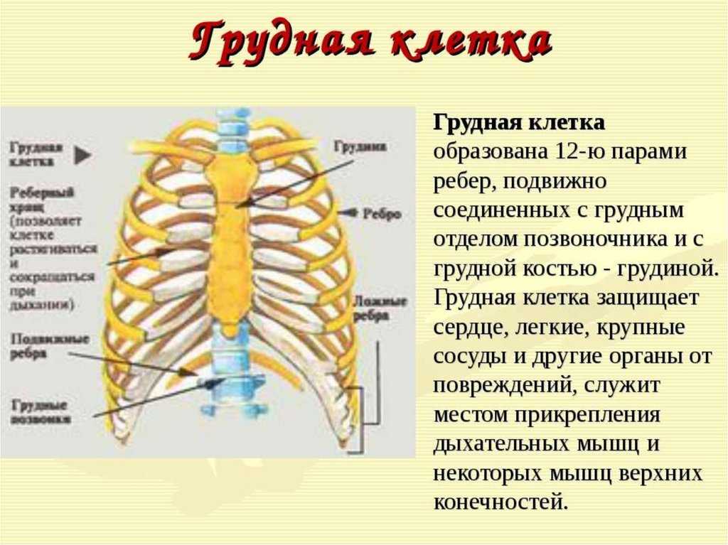 Грудная клетка - анатомо-лексикон