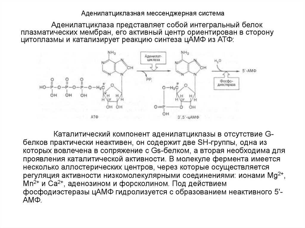 Аденилатциклазная система
