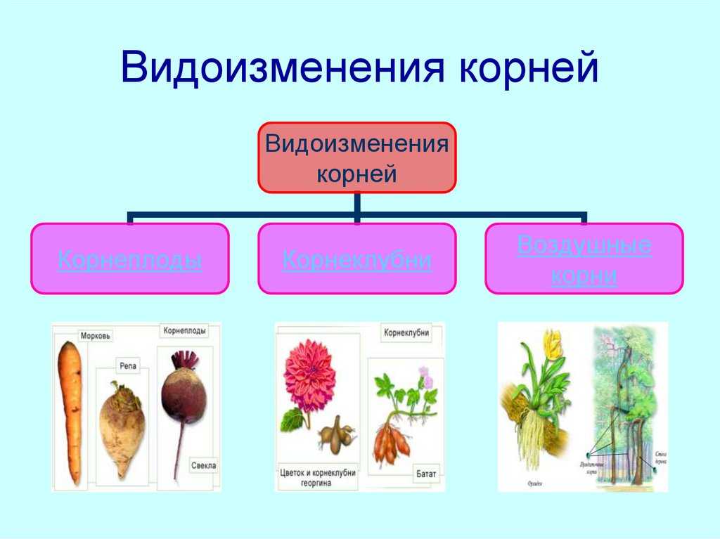 Видоизменения корней