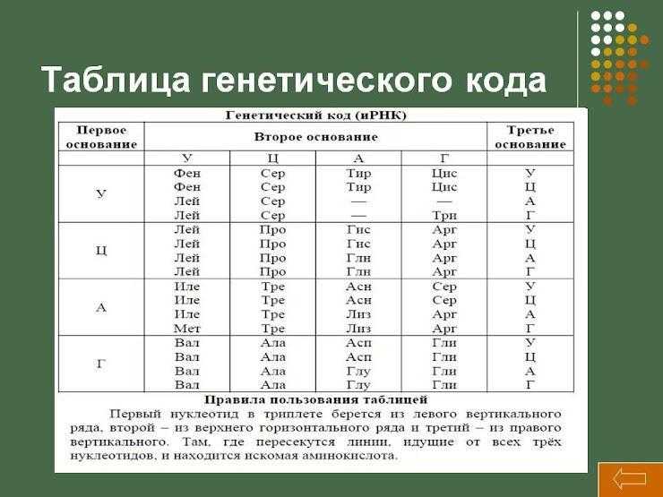 Биология клетки/часть 1. клетка как она есть/3/4