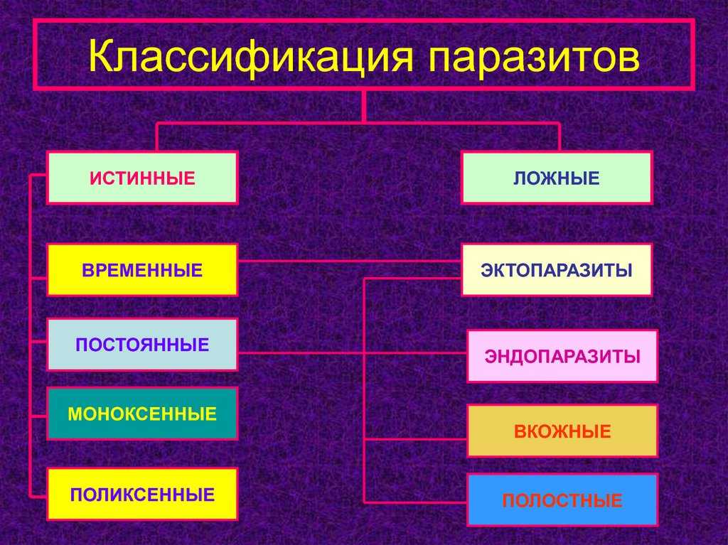 Общие вопросы паразитологии презентация, доклад, проект