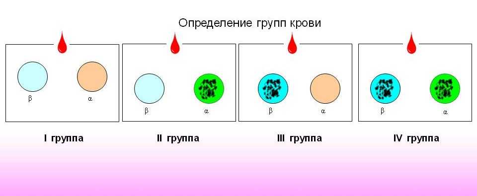 Определение групп крови стандартными сыворотками | сестра