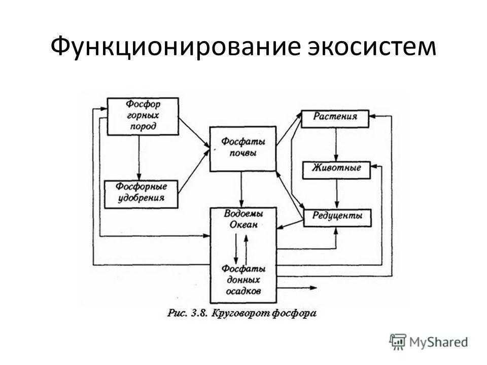 Конспект "экосистема (биогеоценоз). структуры экосистемы"