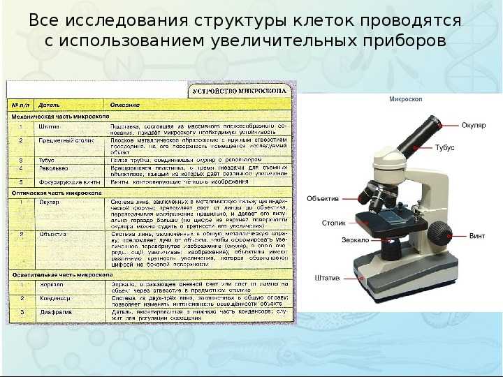 Принцип работы микроскопа кратко