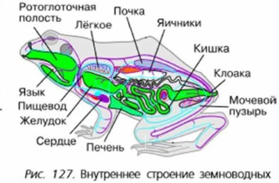 7 класс презентация внутреннее строение земноводных