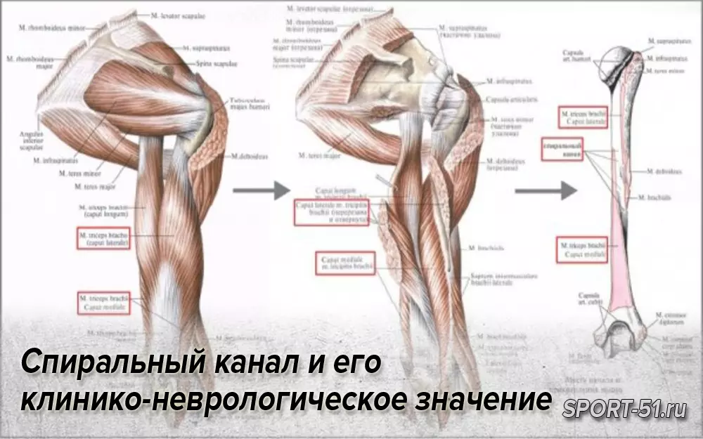 Лучевой нерв — большая медицинская энциклопедия